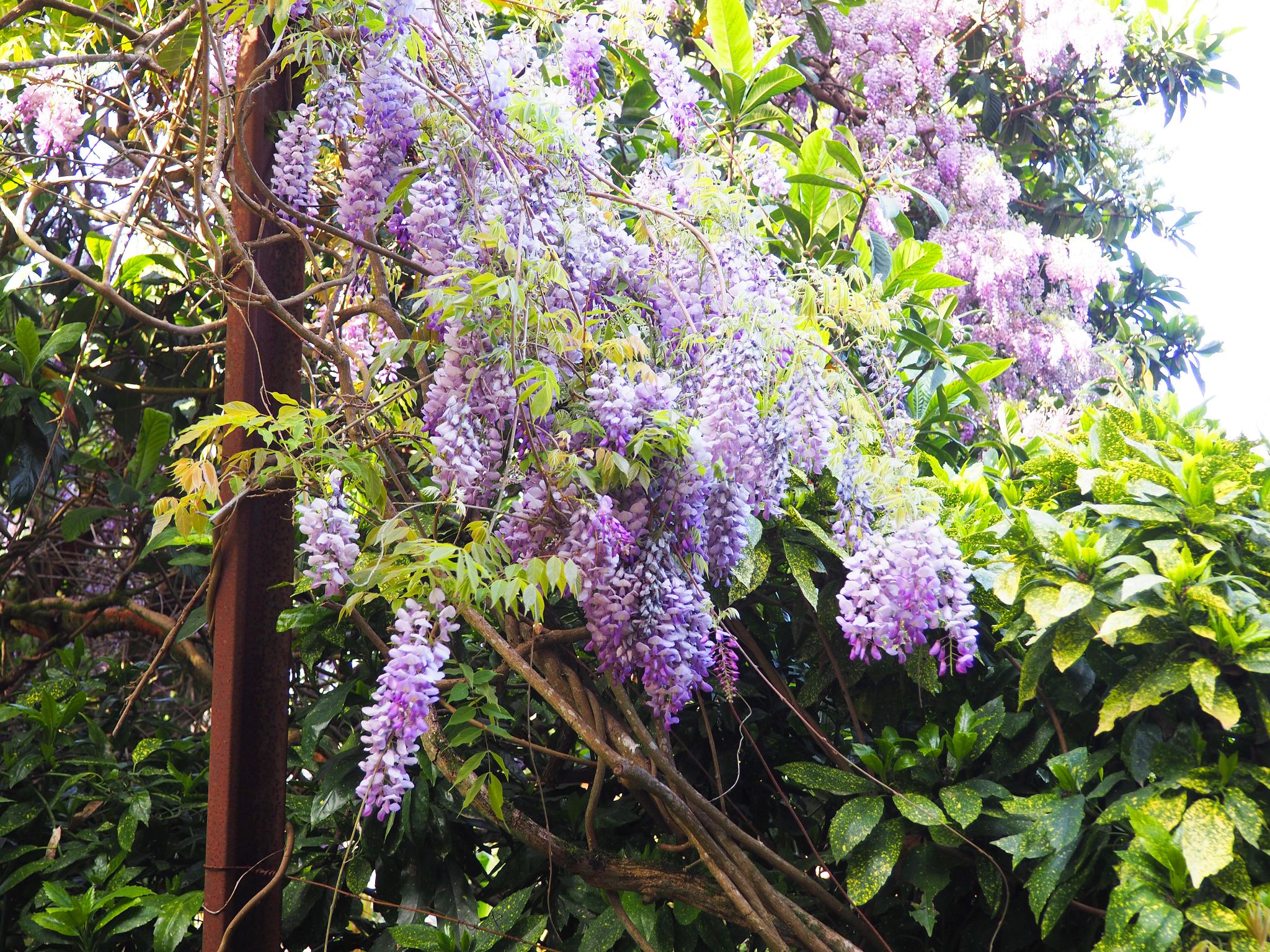 Sintra - Quinta da Regaleria
