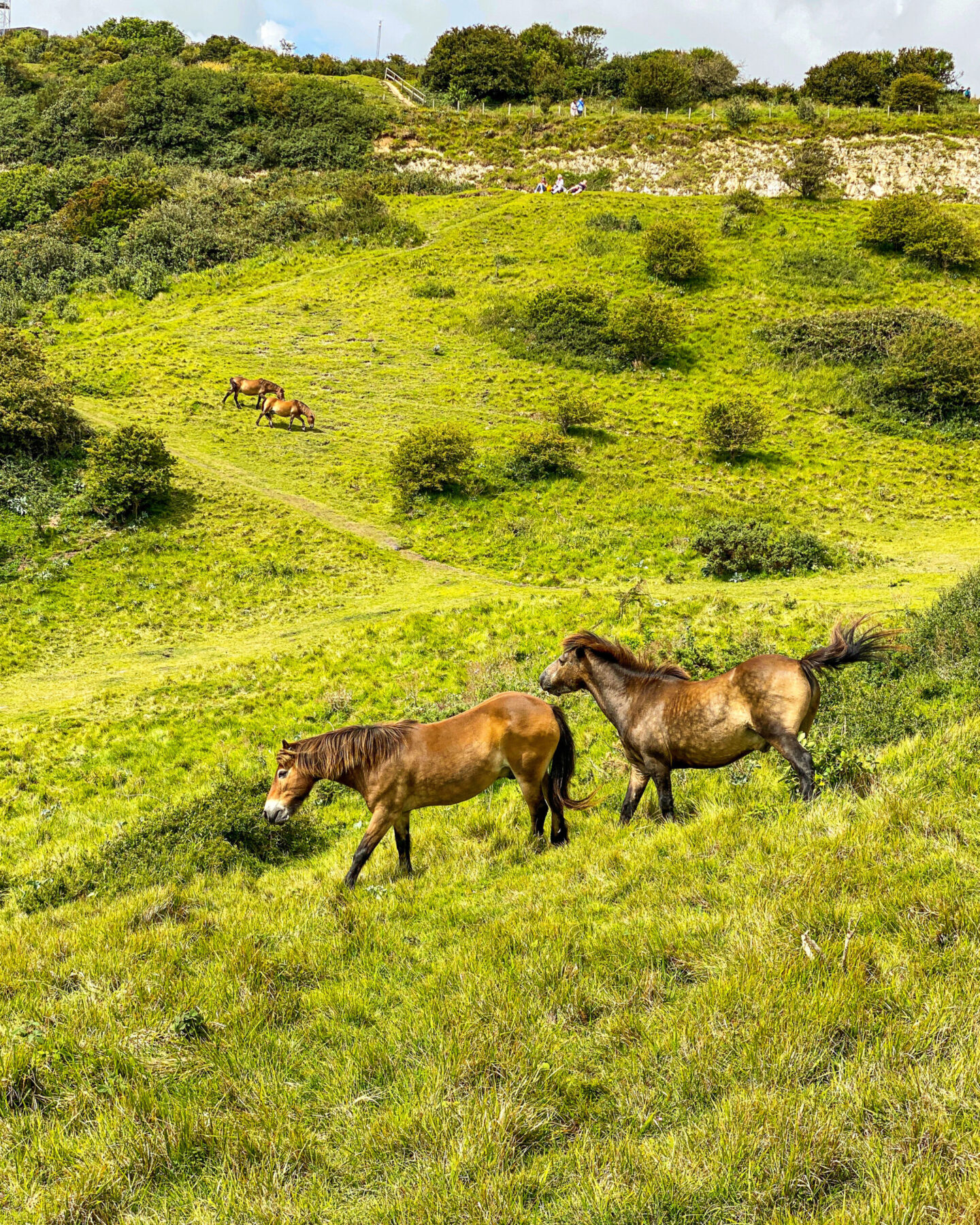 Dover Cliffs - Exmoor Ponies