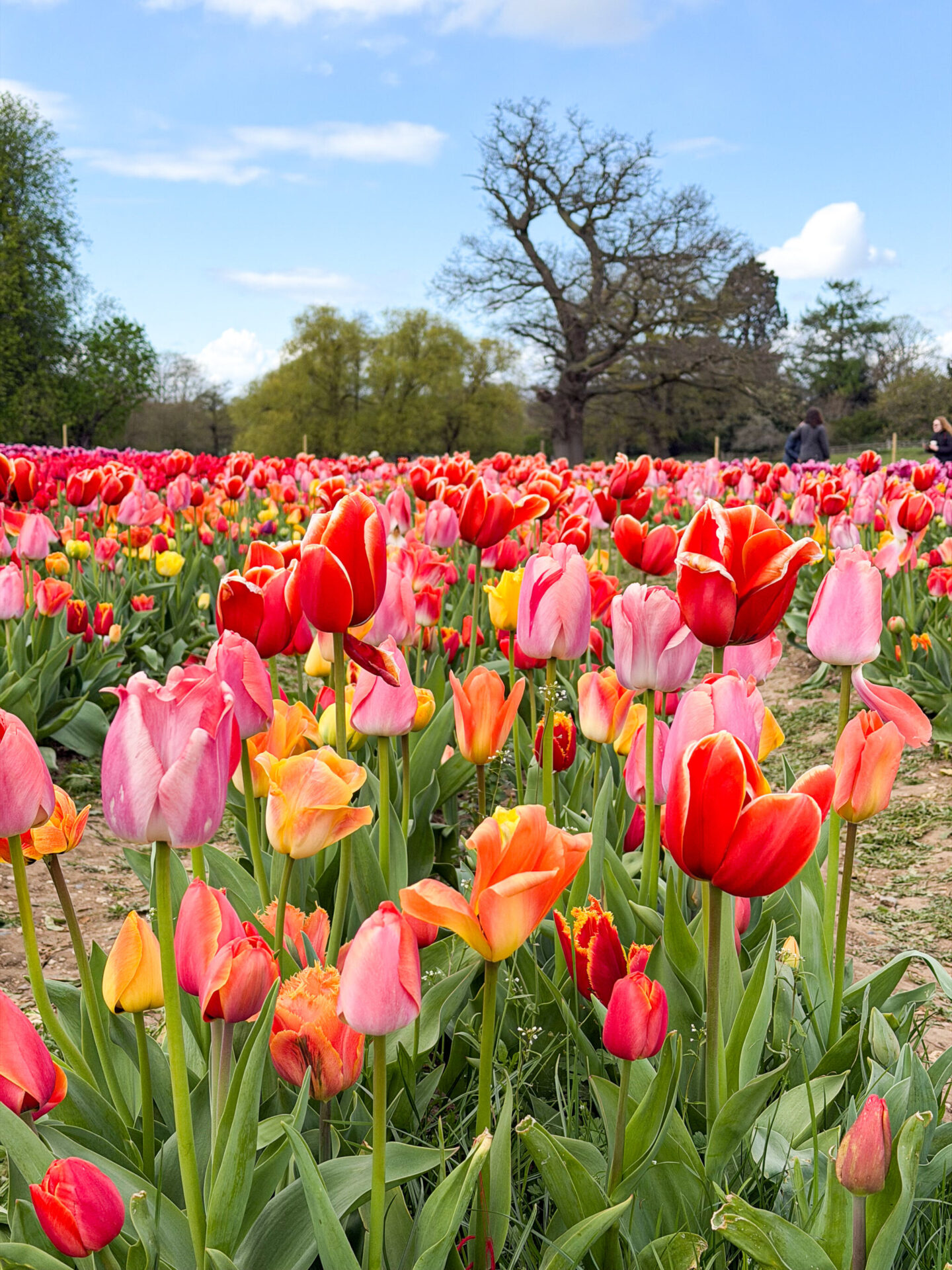 Tulley's tulip fields