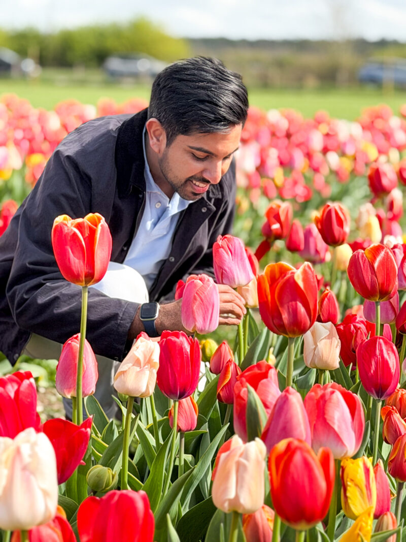 Tulip Fields Near London for Photography